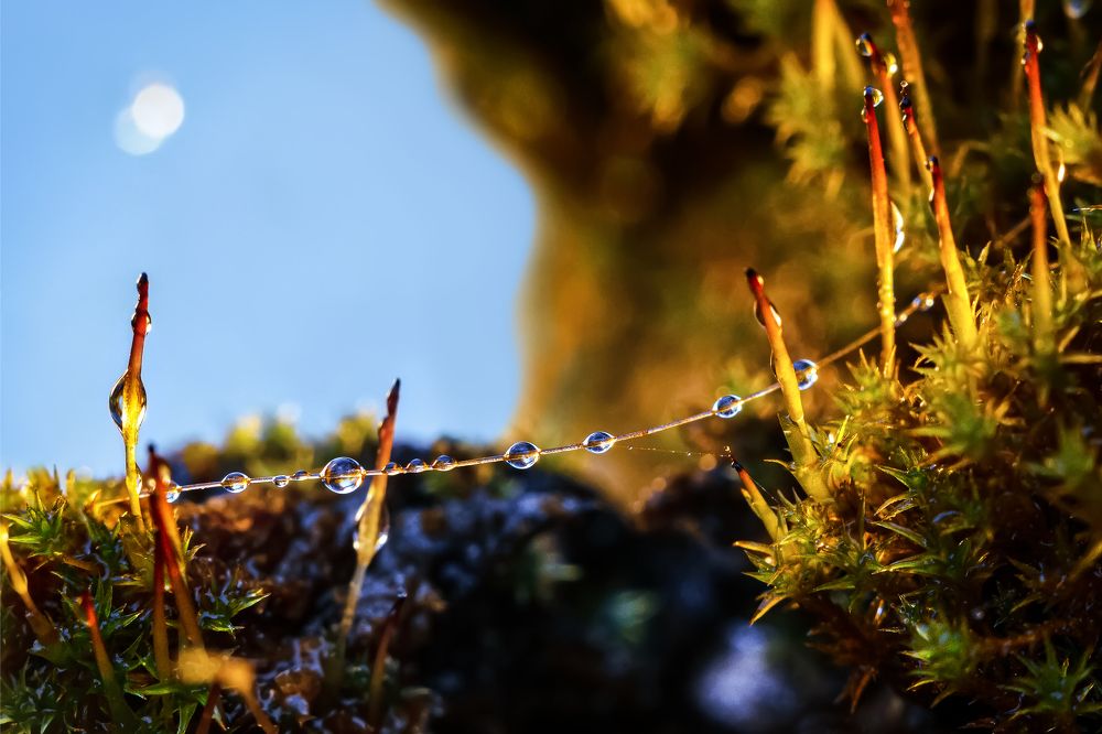 Гирлянда в мшистом марко-мире.