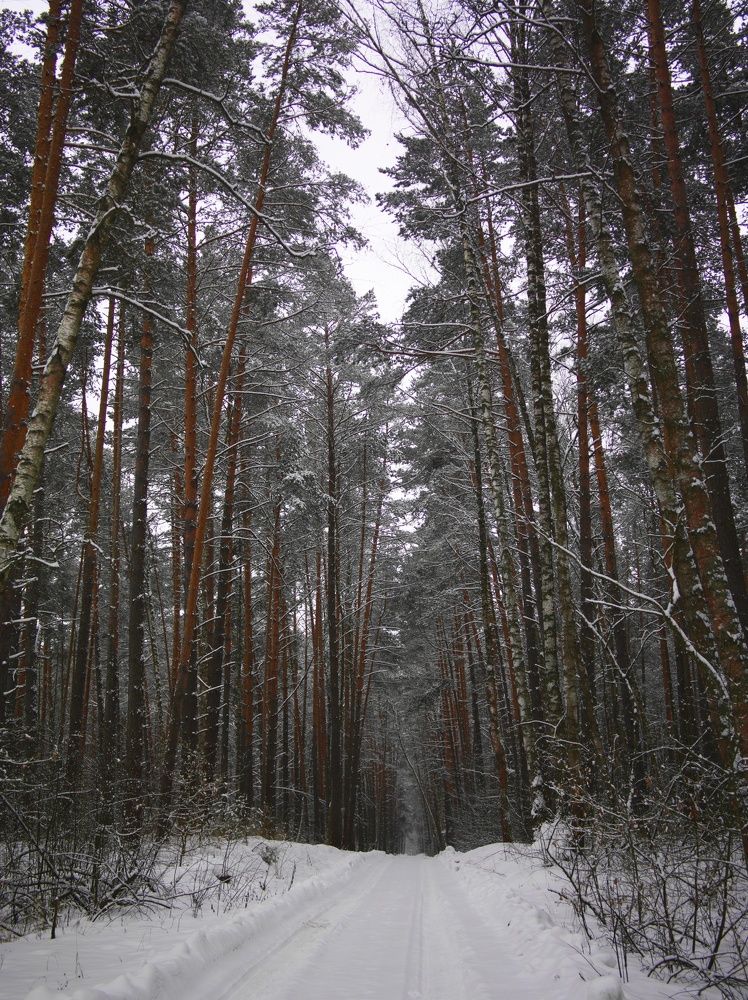 Зима в лесу