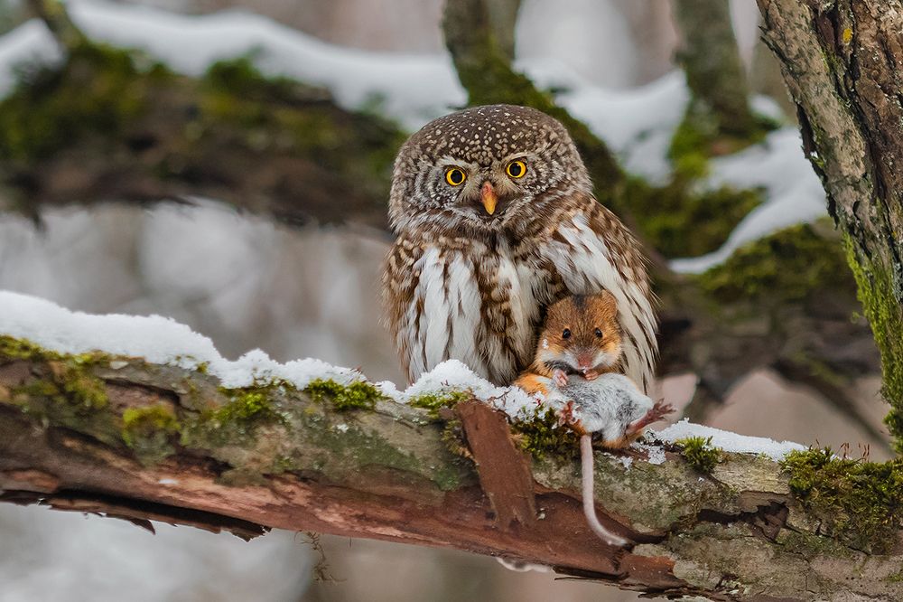 Дама с собачкой