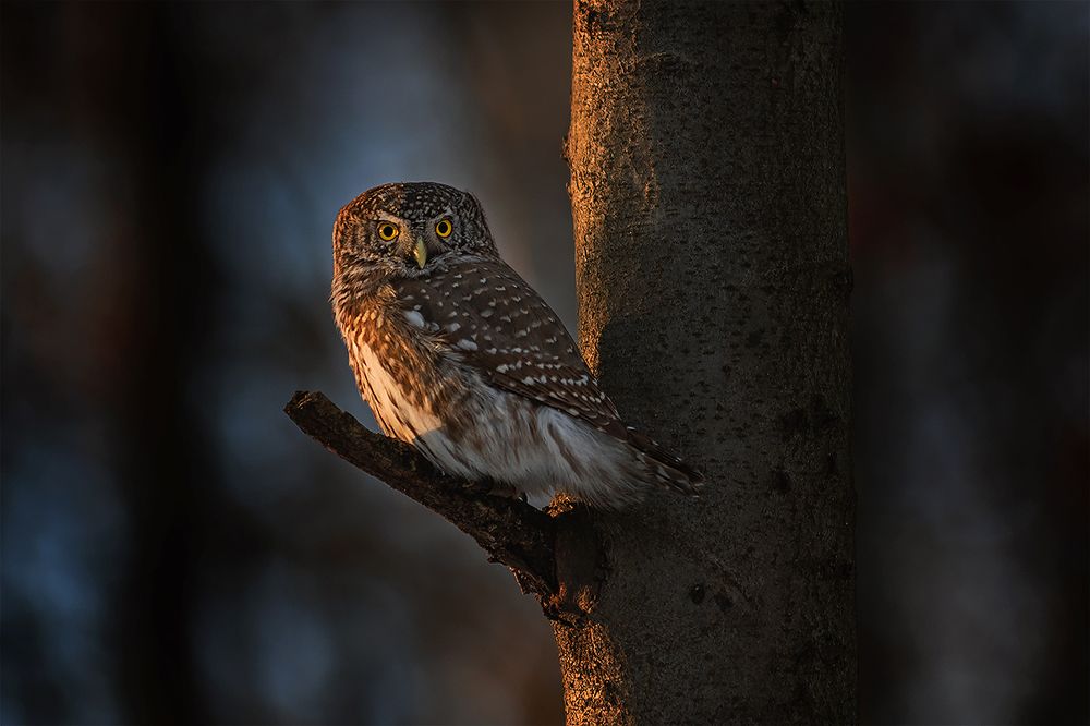 Вечерний моцион