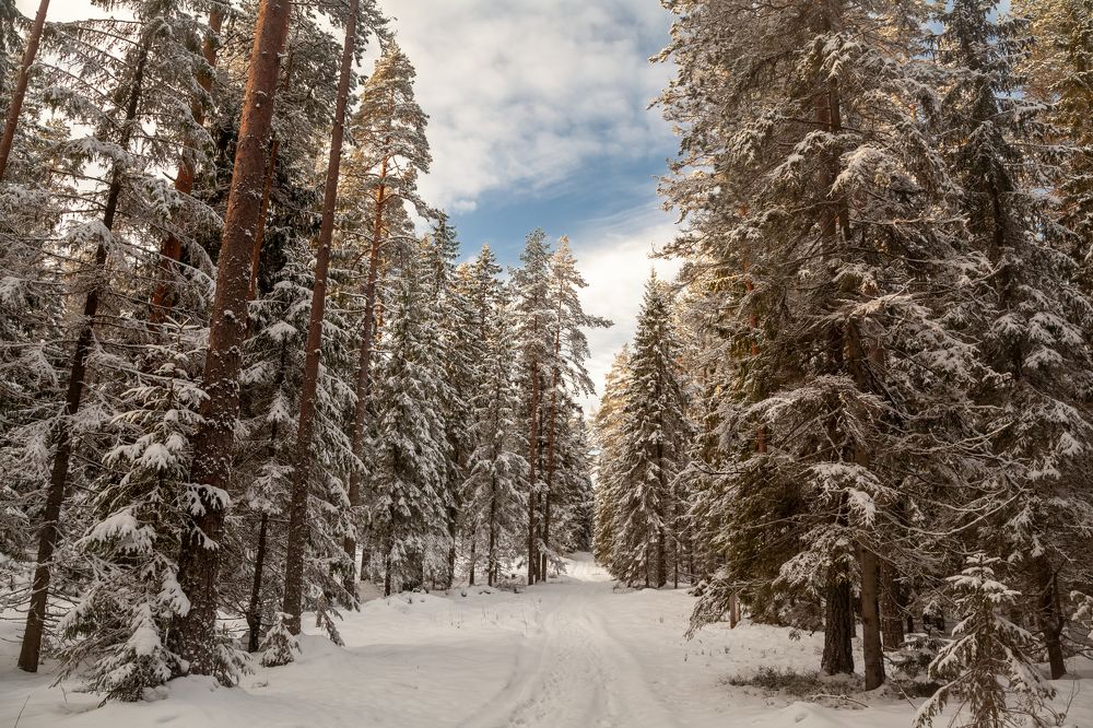 Сказочный лес