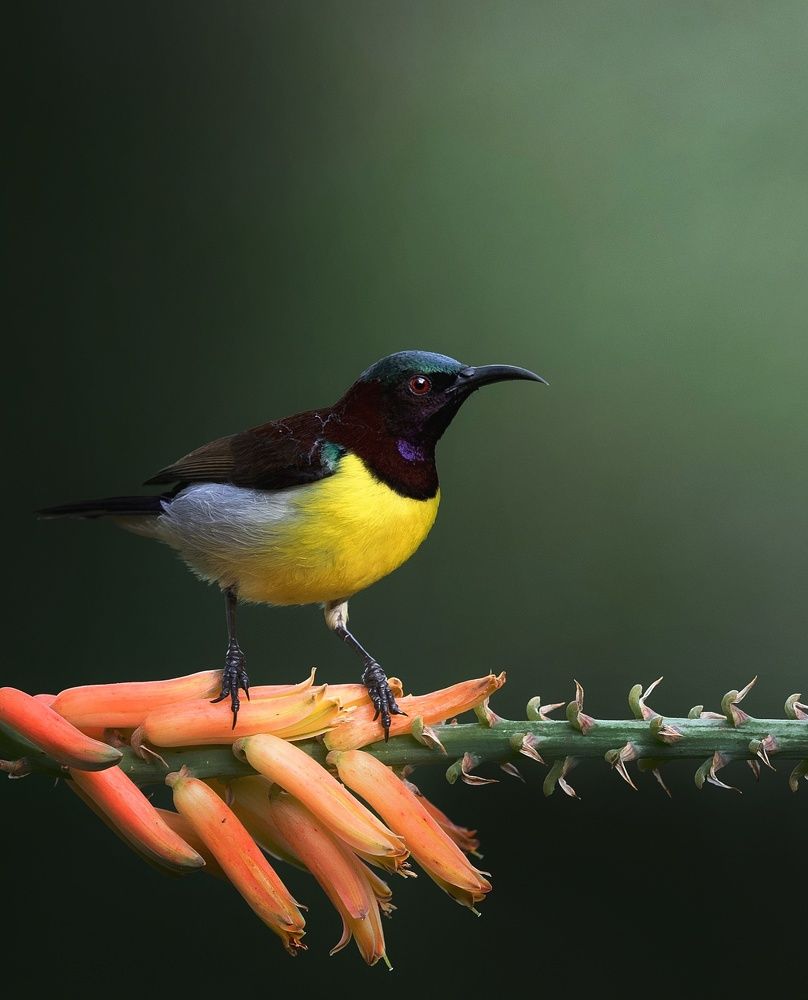 Photograph by Anirudh Vidyabhushan