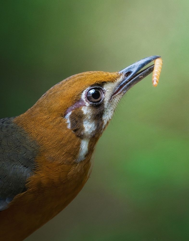 Photograph by Anirudh Vidyabhushan