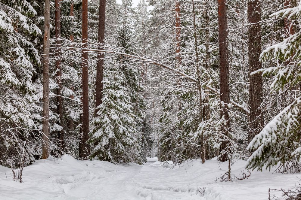 Фотография автора Анатолий Гарин