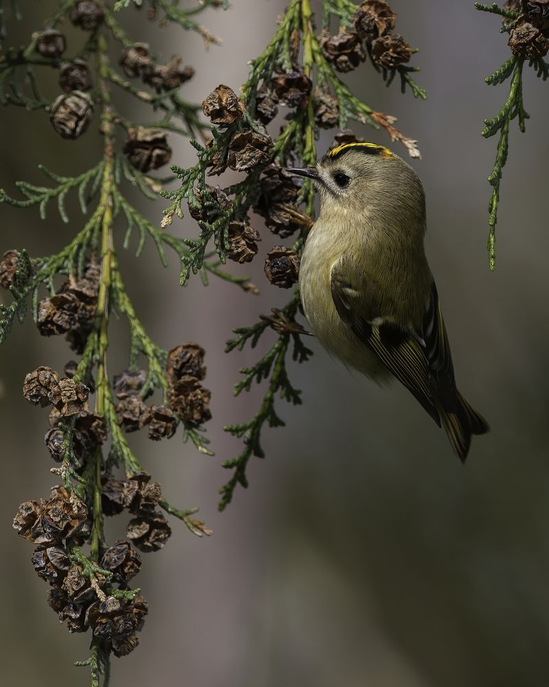 Photograph by Ernestas Balcikonis