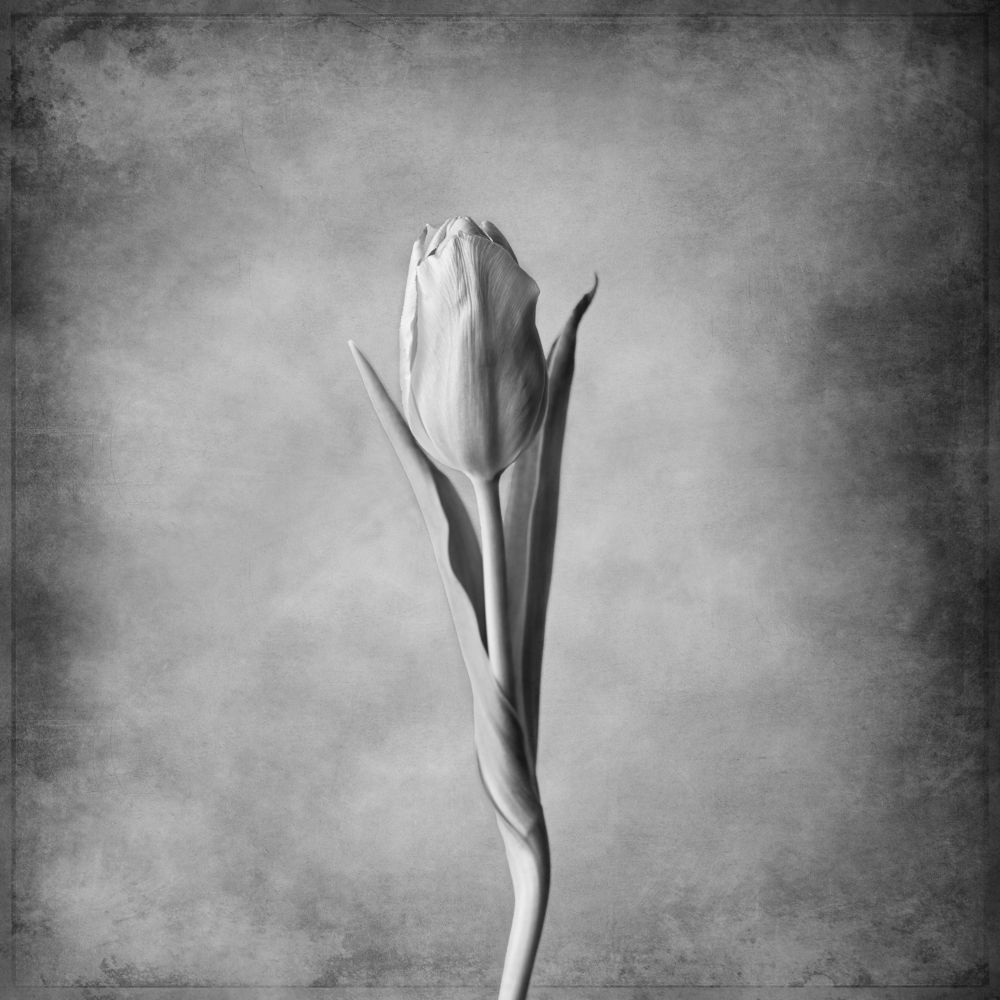 Photograph by Alexandra Whelan