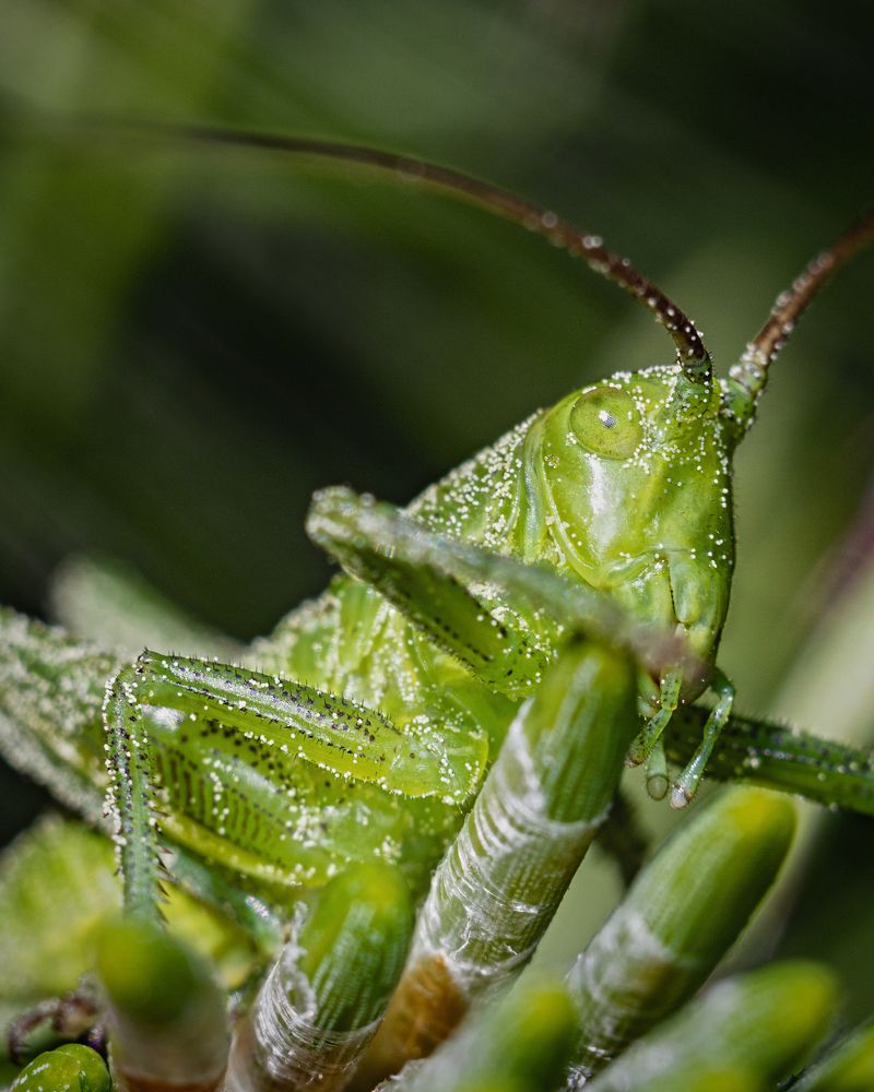 В сосновой пыльце