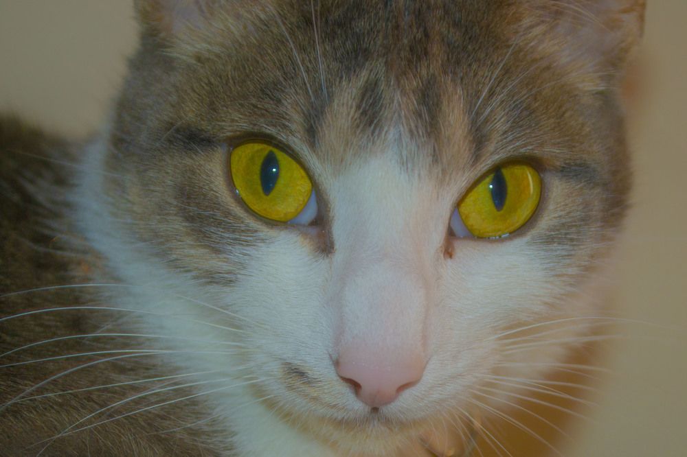 Фотография автора Yako Laverde