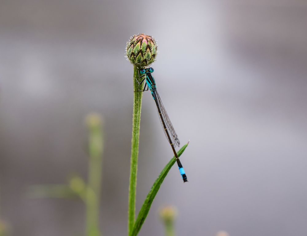 Стрекоза села на бутон василька.