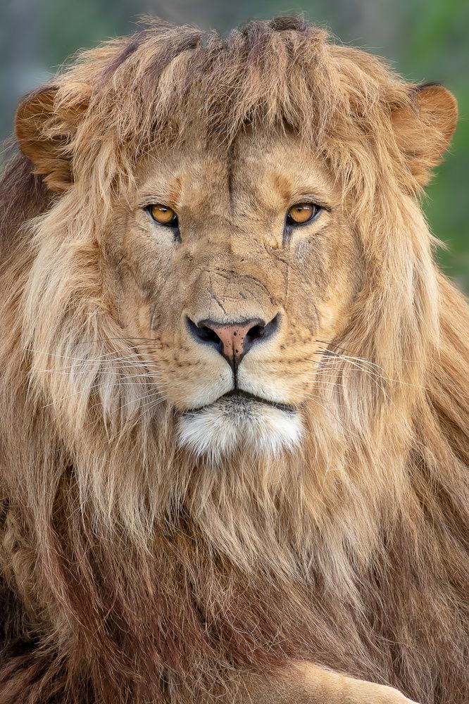 Handsome Barbary Lion