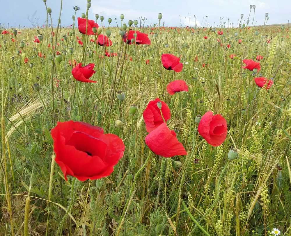 Photograph by Евгения Загудаева