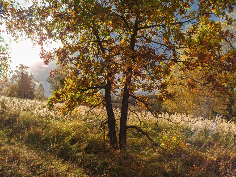 Photograph by Светлана Кондрашова