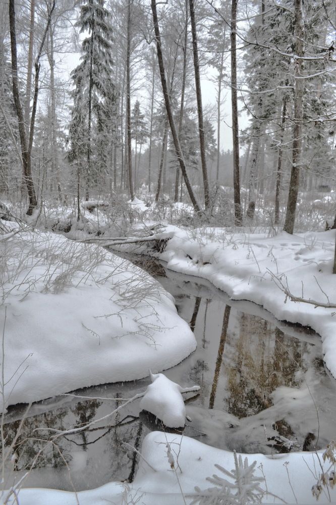Зима в Подмосковном лесу