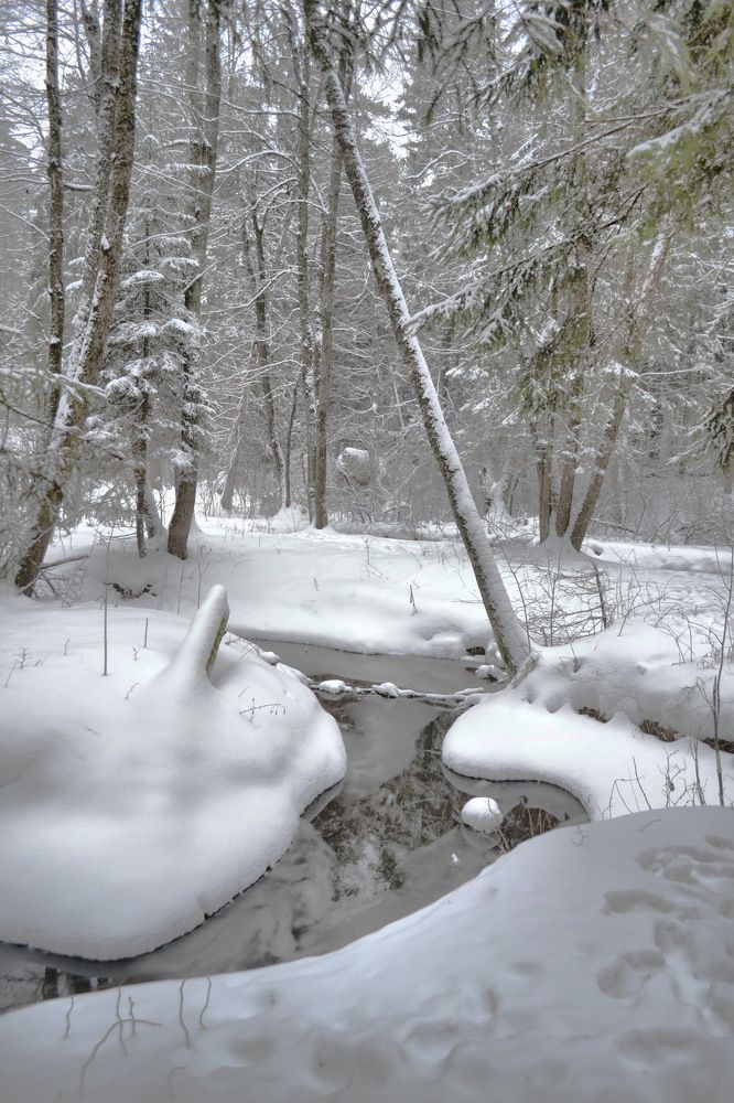 Зимний вечер в лесу