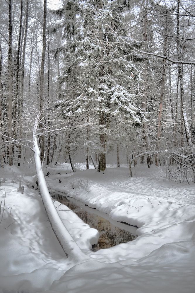 В лесу после снегопада