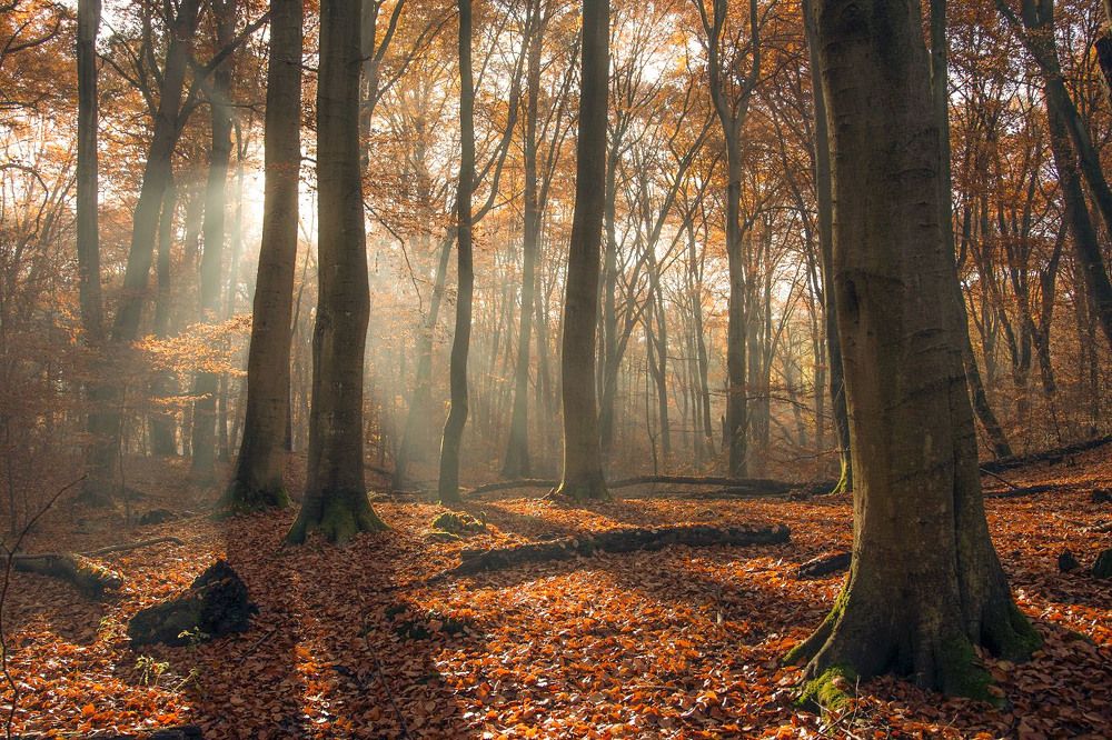 Photograph by  MiroM