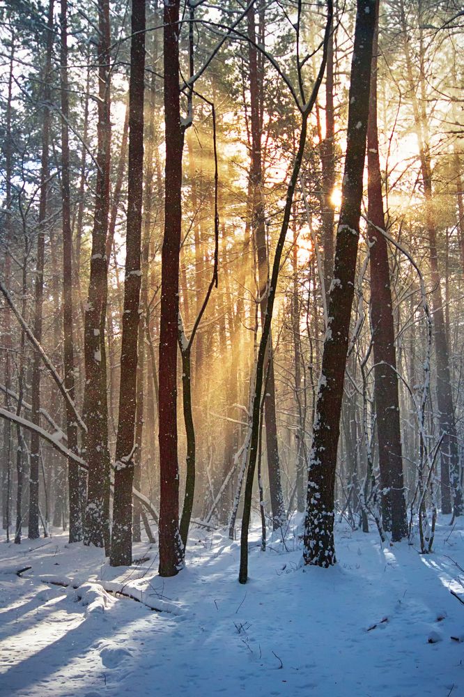 Sunlight in the winter forest