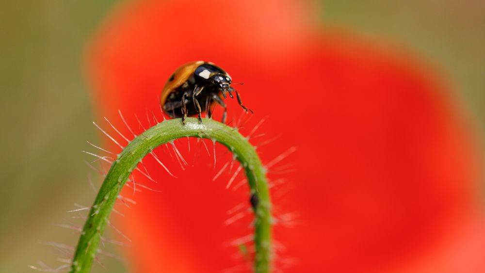 Photograph by Marc Vanduffel