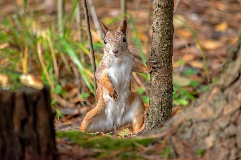Любопытный лесной народец.