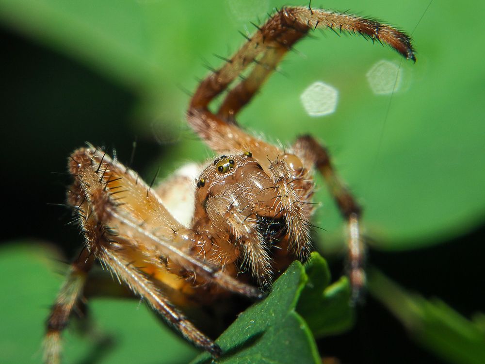 Photograph by Евгения Чепурная