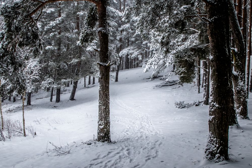 Photograph by Алексей Сухачев