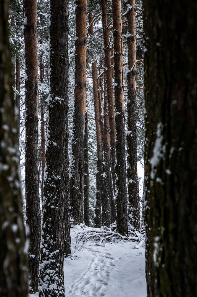 Photograph by Алексей Сухачев