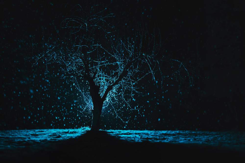 Photograph by Janusz Osika