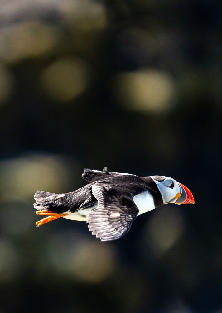 Atlandic Puffin.... No itz a fired bullet ...!