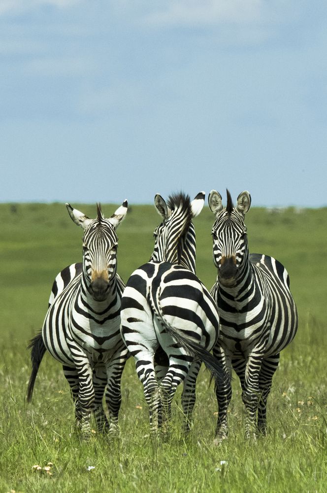 Photograph by Hari Kumar