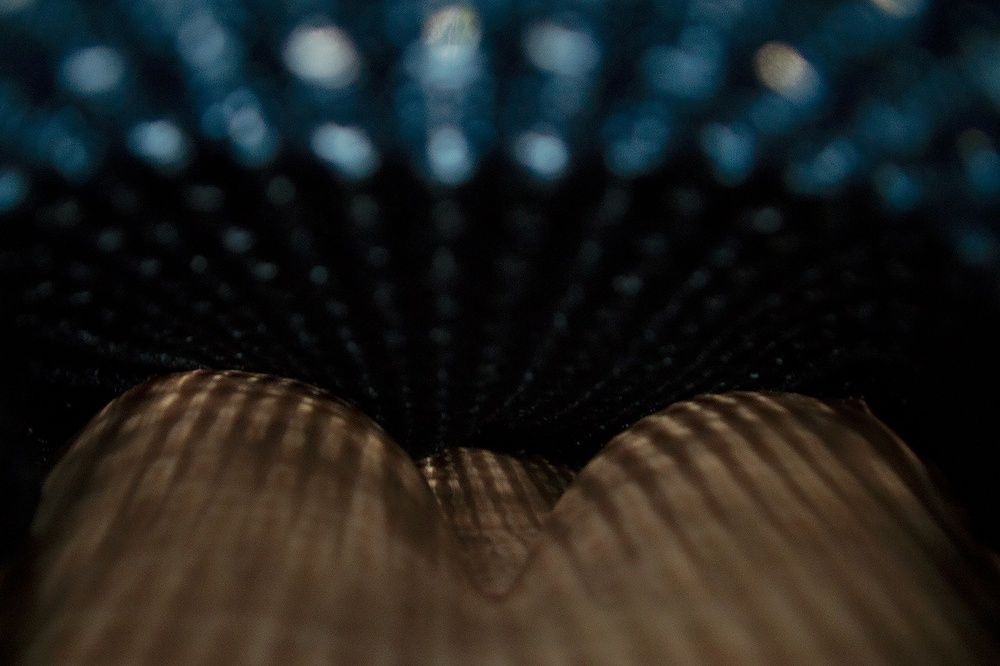 Photograph by Никита Серебряков