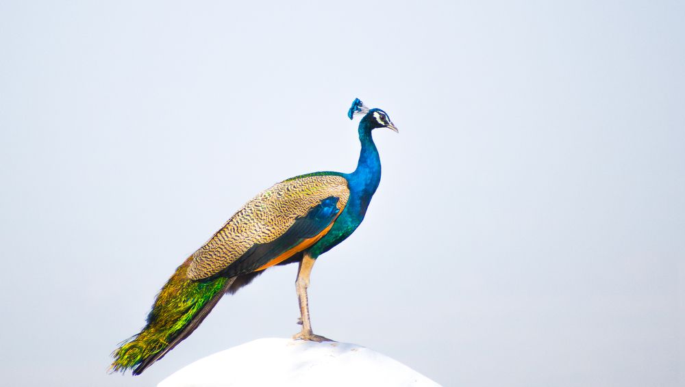 Indian peafowl