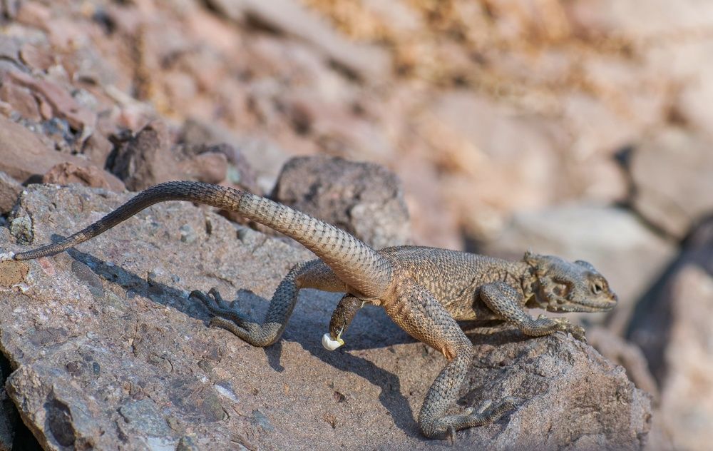 Agama