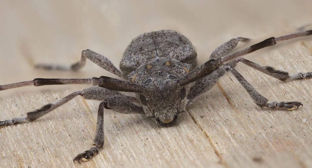 Photograph by Глеб Коровко