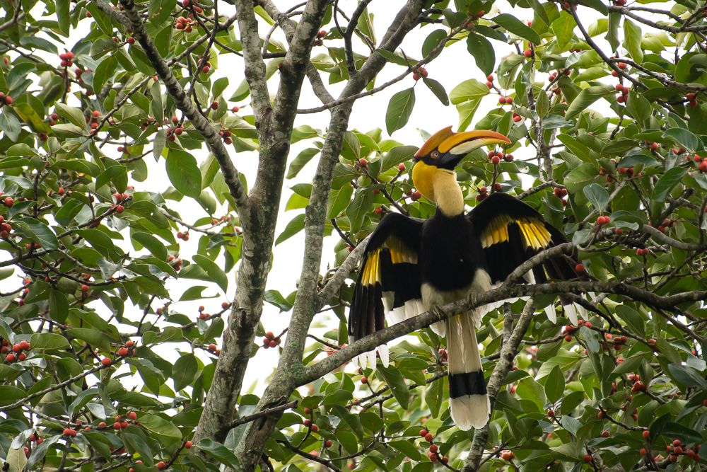 Some times I pose like a Cormorant