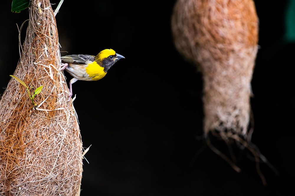 Art & Artist - Baya Weaver
