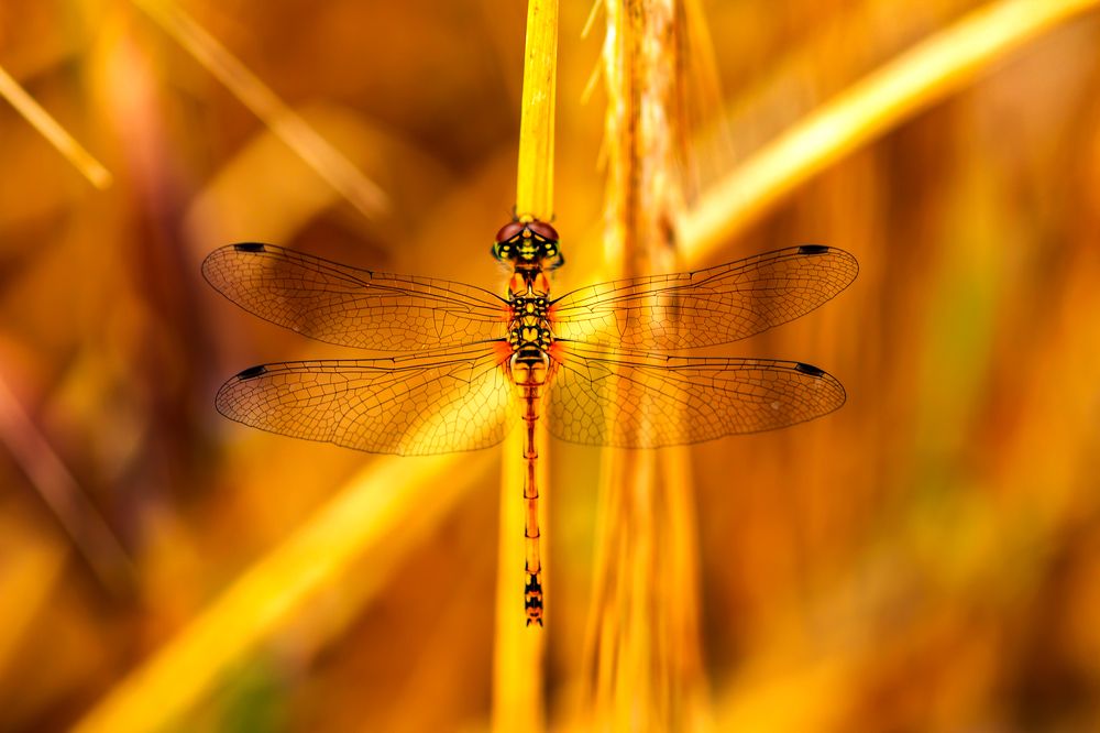 Photograph by Александр Молотков