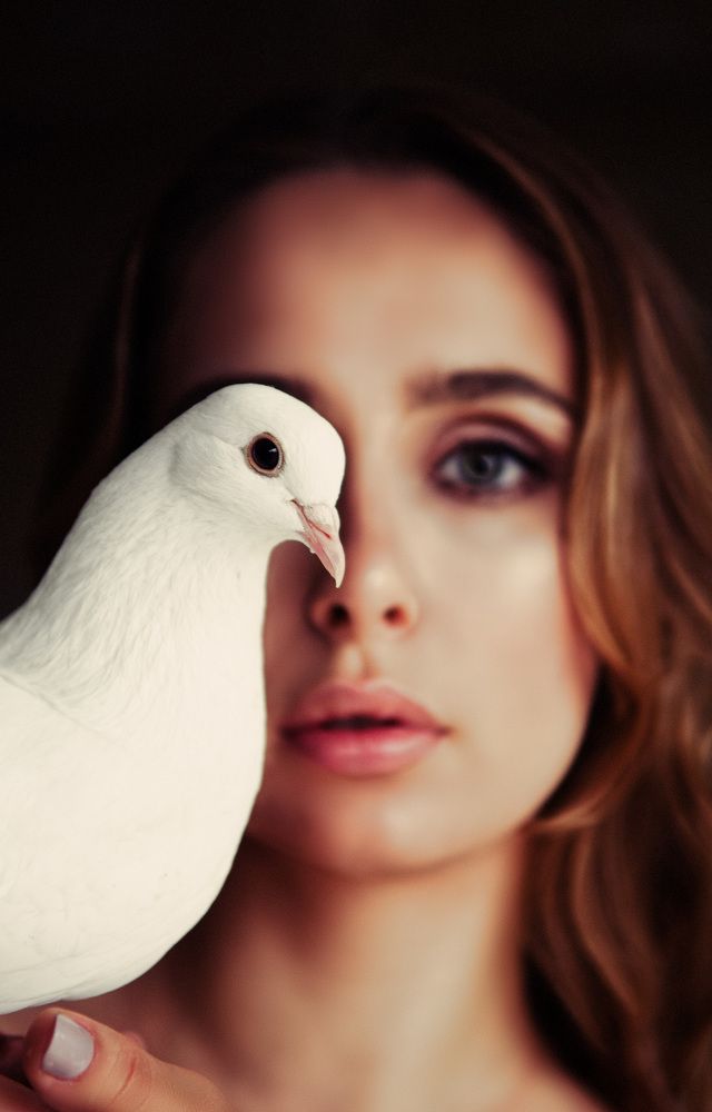 Голубиная верность