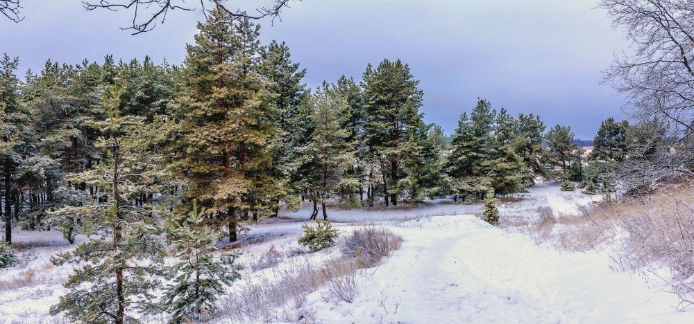 Зима и лес..