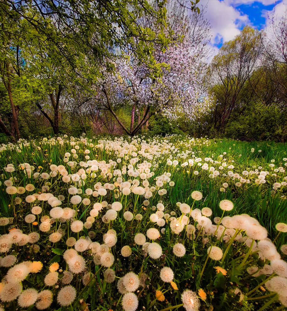 Одуванчики