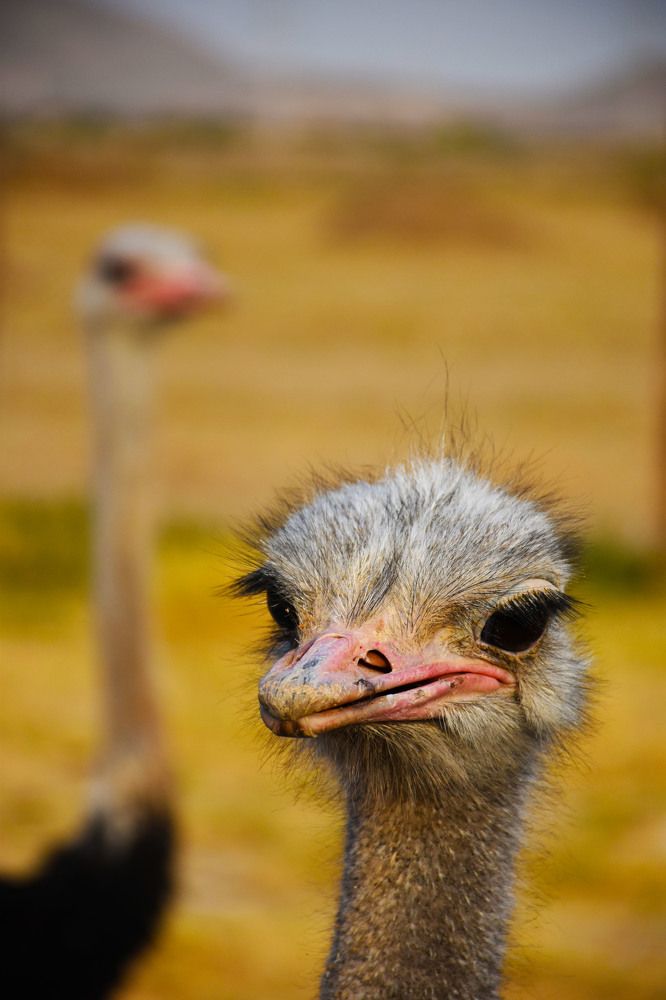 Ах, эти дивные глаза!