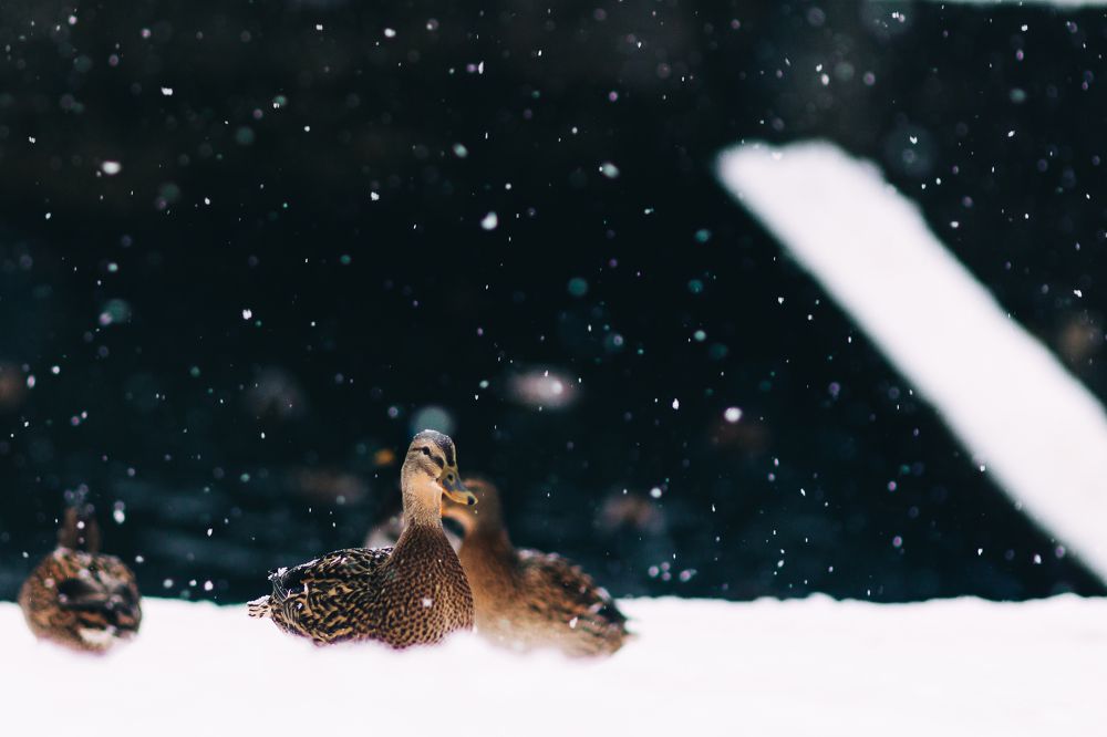 Photograph by Наталья