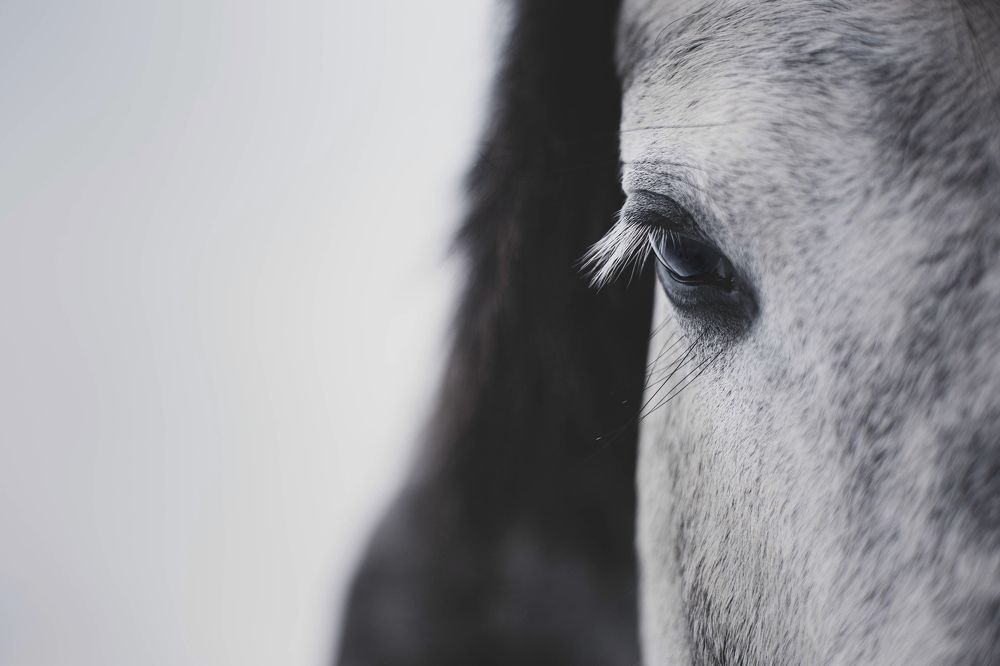 Photograph by Photo Lesnoe