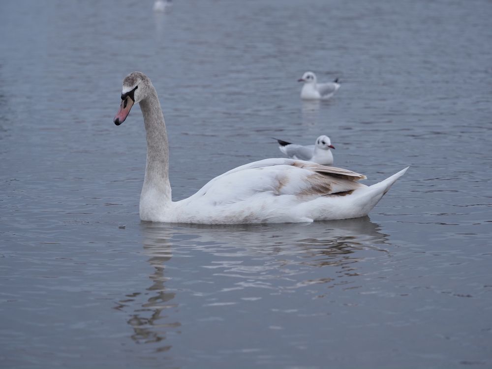 Photograph by Сергей Борисов