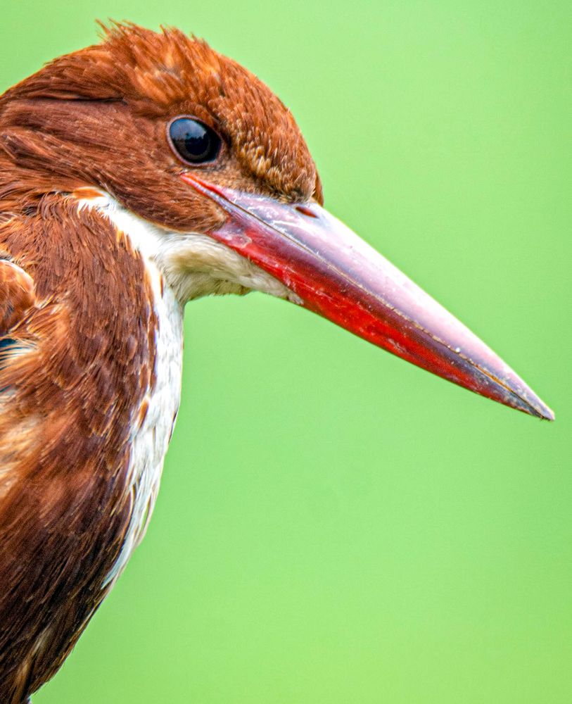 Photograph by Zayed Sanim