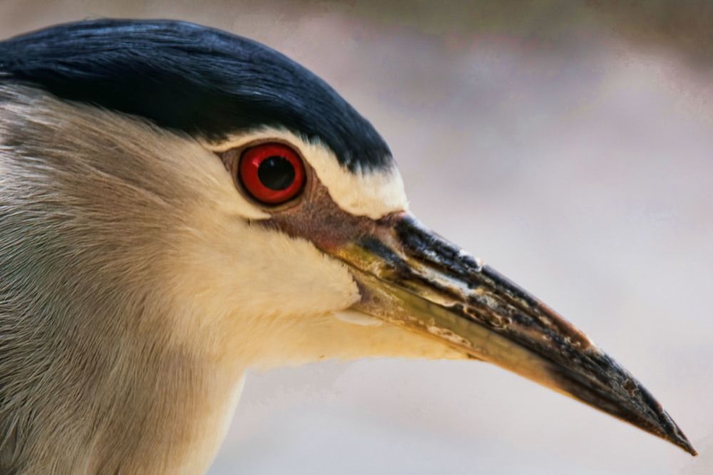 Photograph by Zayed Sanim