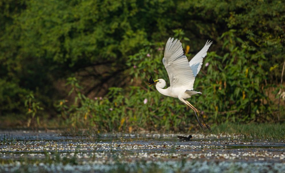 Photograph by Shivendra Singh