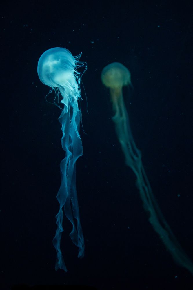 Medusas