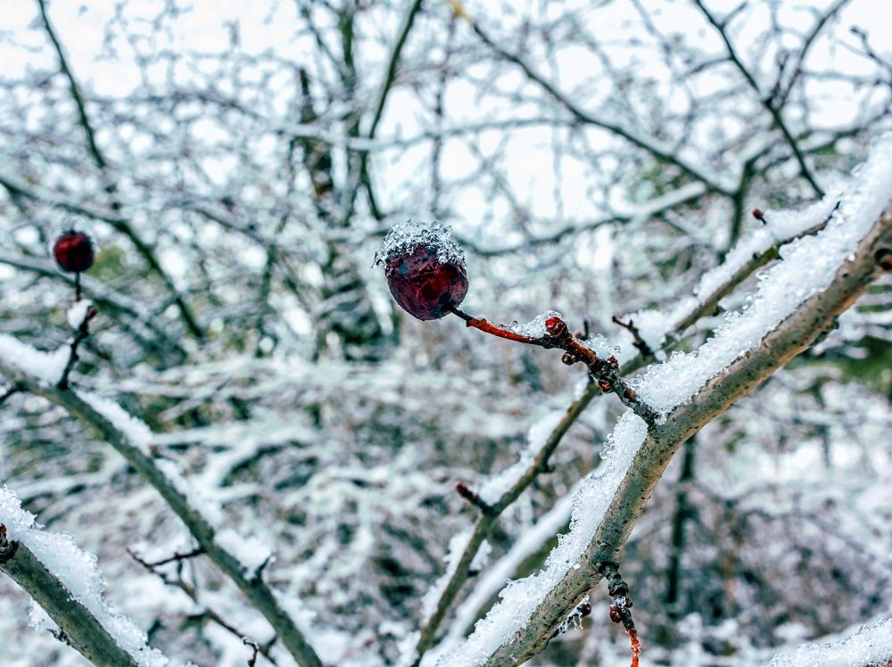 Зимняя ягода...