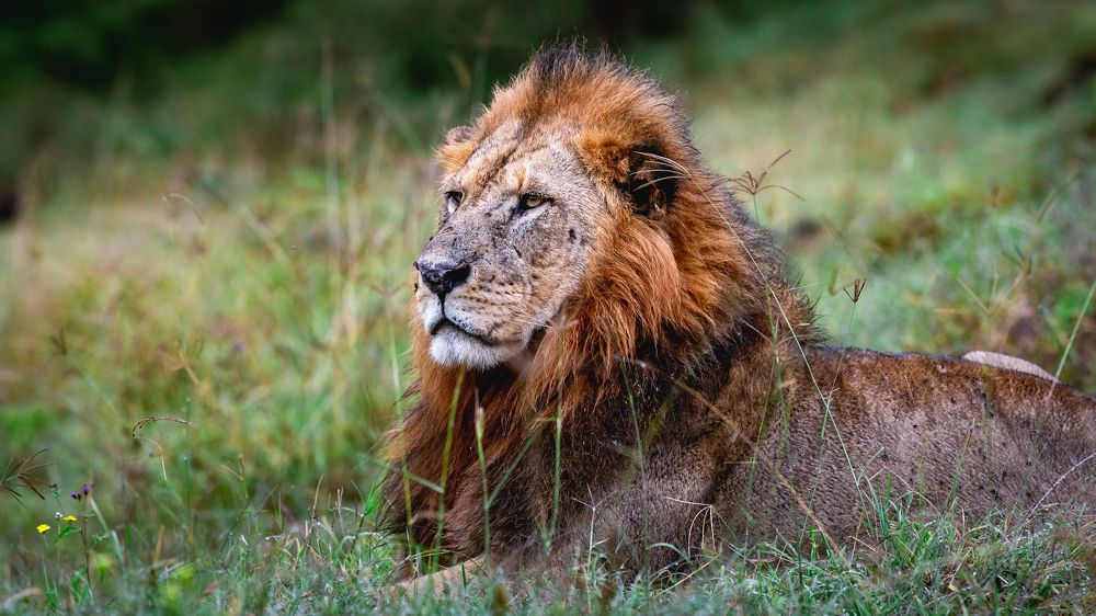 Наблюдатель/The watcher