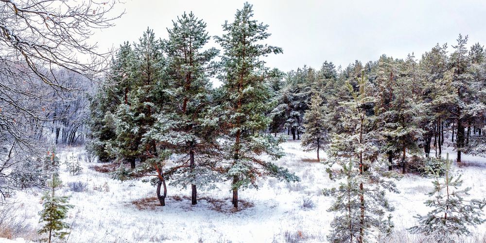 В зимнем лесу утром...